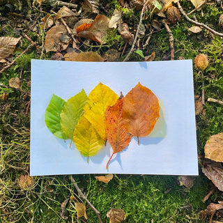 mindful-movement-waldbaden Waldpostkarte mit Blättern 