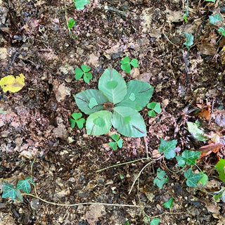 mindful-movement-waldbaden Waldmandala