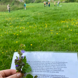 Waldbaden mit Kräuterwanderung in Münster   